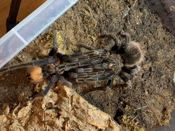 Image 4 of Big list of tarantulas for sale