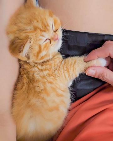 Image 10 of British Shorthair & Longhair Kittens Ready