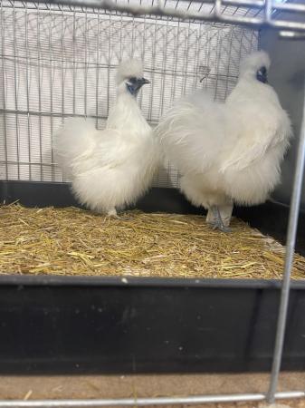Image 2 of Show mini silkies. I show for a hobby done excellent at majo