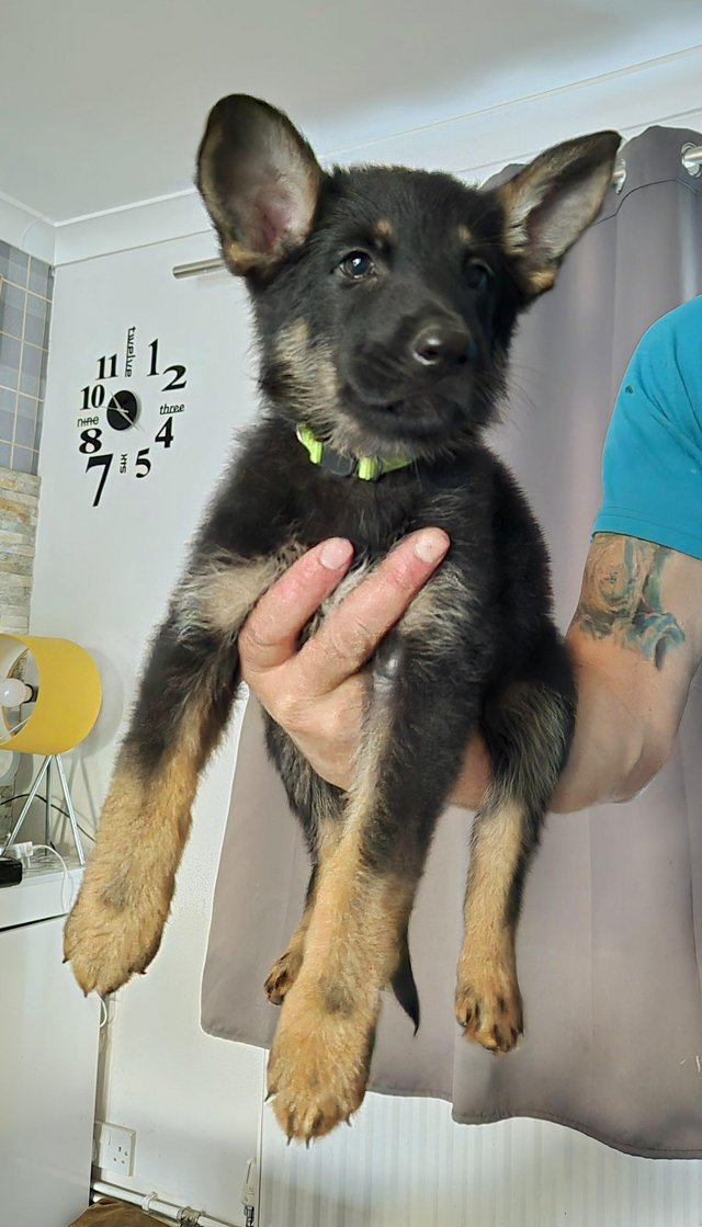 Preview of the first image of German shepherd puppies.