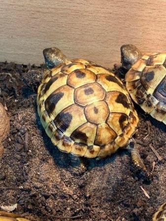 Image 2 of Hermann's Tortoises 1 1/2 years old, microchipped.