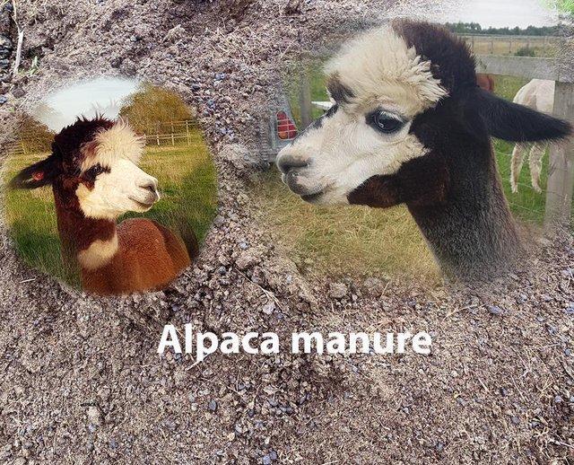 Preview of the first image of ALPACA MANURE FERTILISER SACK £2.50 OR BULK DELIVERY.