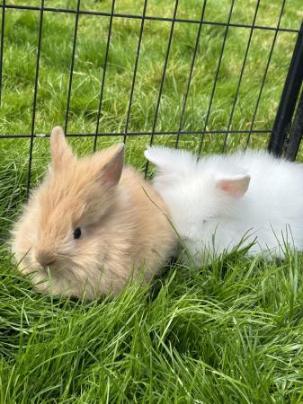 Image 1 of Lovely baby lionheads, males and females