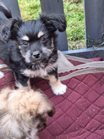 Image 3 of Chihuahua/ chi-chi puppies for sale