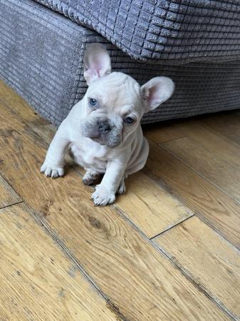 Image 10 of Gorgeous French bulldogs