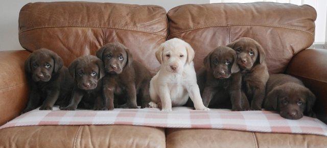Preview of the first image of Stunning KC Health Tested Labrador Puppies.
