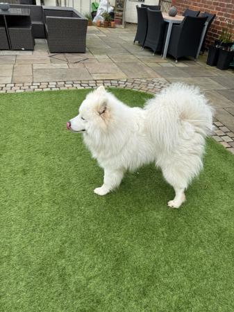 Image 1 of Young Male Samoyed 14 months old needs forever home.