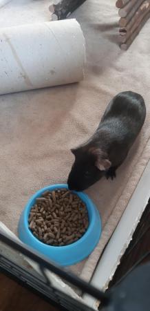 Image 4 of 1 Year old boar brothers for sale