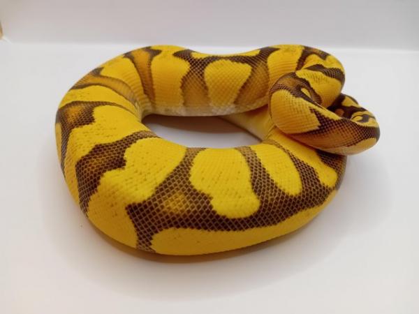 Image 3 of Beautiful Female Ball python for sale!!!