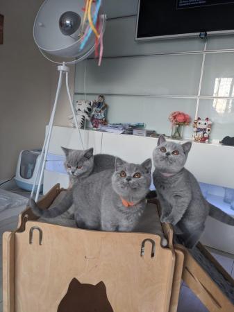 Image 28 of Amazing British Shorthair Blue registered kittens