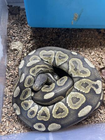 Image 3 of 4 year old male royal python
