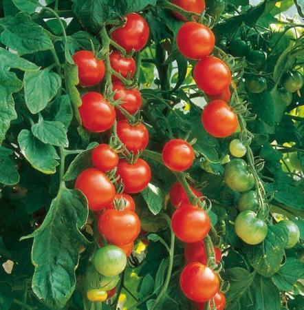 Image 1 of 5 x Cherry Tomato Plants £3 or 10 plants £5