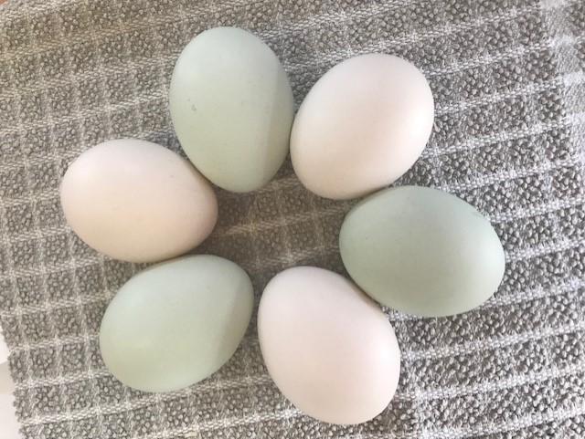 Preview of the first image of Cream Legbar x 3 + Exchequer Leghorn x 3 hatching eggs.