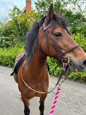 Image 2 of Lovely family pony, inc tack and access to 2 acres of land