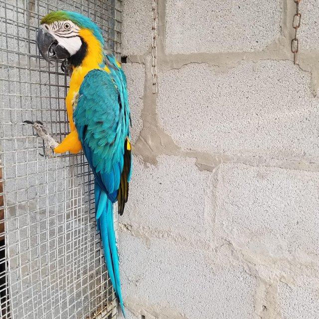 Preview of the first image of Blue and gold male macaw for sale.