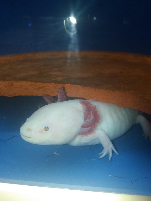 Preview of the first image of 12 months old axolotls Lucy's gold and coppers.
