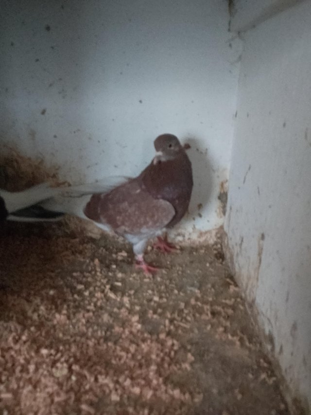 Preview of the first image of 16 or 32 rollers pigeons for sale......