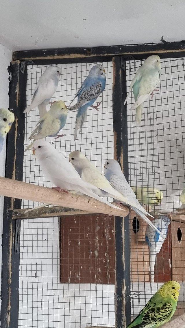 Preview of the first image of Budgies for sale male & female available.