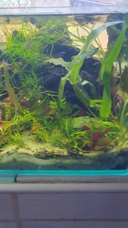 Image 3 of Flash sale 10 mixed high end guppies for £5 .