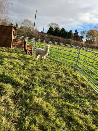 Image 15 of BAS REGISTERED BEAUTIFUL QUALITY BABY ALPACAS