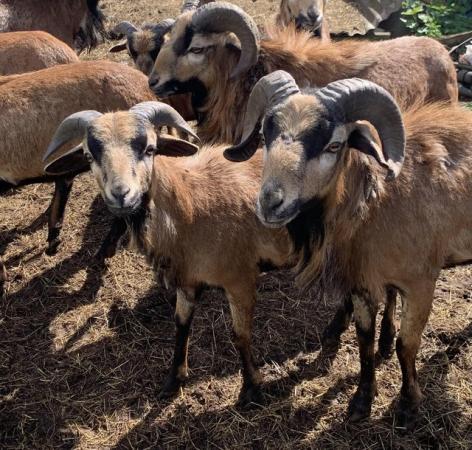 Image 6 of Cammeroon rams for sale all intach