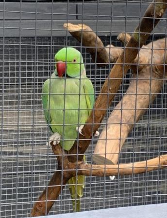Image 2 of Pair of Ringneck Parakeets