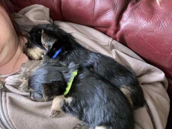 Image 22 of Yorkshire terrier puppies