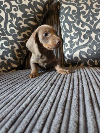Image 14 of miniature dachshund puppies for sale