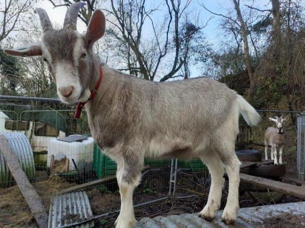 Image 1 of British Toggenburg Cross Whether Friendly Goat SOLD