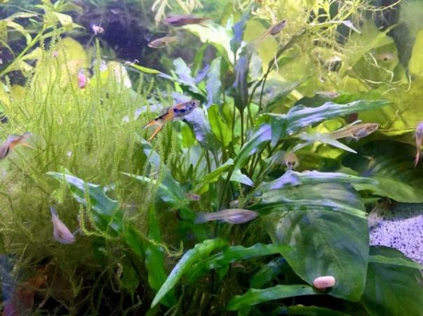 Image 2 of Endlers live fish not guppies £1 each