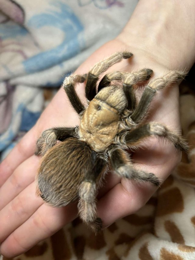 Preview of the first image of Desert Hairy tarantula female.