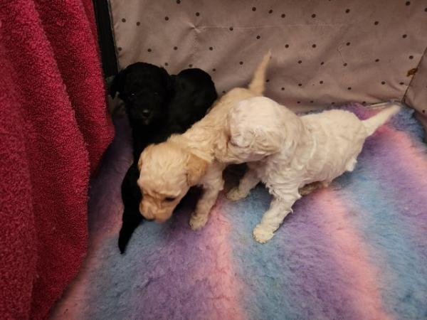 Image 11 of Beautiful tiny toy poodle puppies