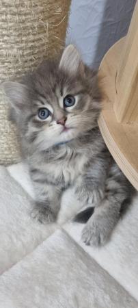 Image 5 of Pure/Pedigree  Siberian kittens  available