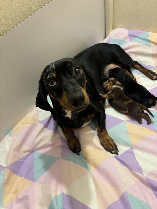 Preview of the first image of 1 dachshund puppies will be microchipped when they leave.