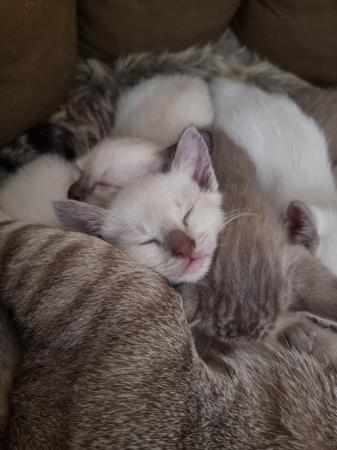 Image 1 of Phabbay Tonkinese kittens
