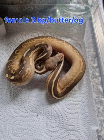 Image 4 of Various royal pythons all ready now