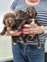 Image 10 of KC registered Cocker Spaniel puppies for sale