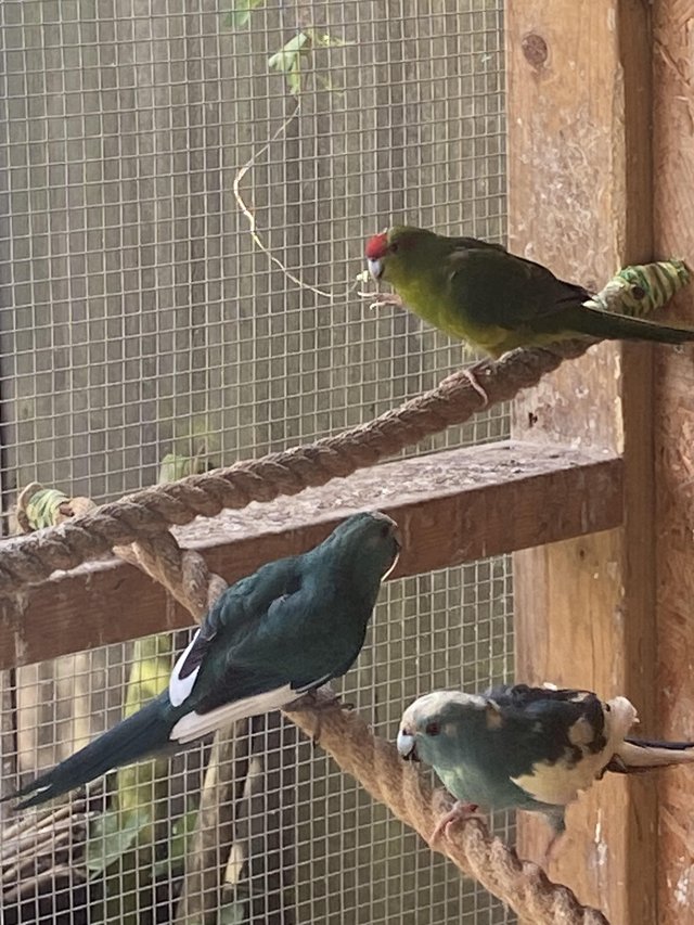 Kakarikies for sale yellows greens mixed — photo 2 of 4