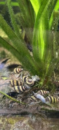 Image 4 of Assassin tropical snails