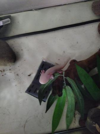 Image 1 of 3 axolotl with tank and set up