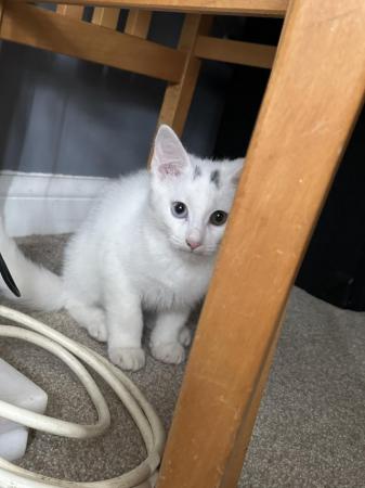 Image 5 of 14 Week Old White Male Kitten