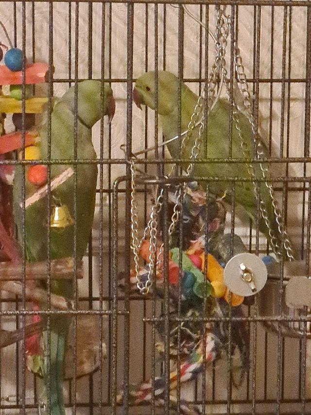 Preview of the first image of 2 x Indian Ringnecks parrots.