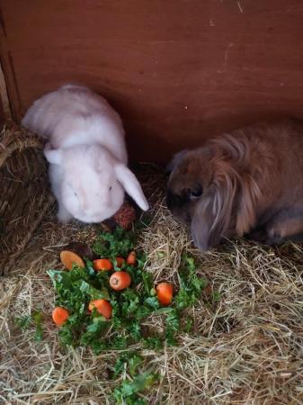 Image 5 of Lionheart Charlie and Camilla Lop rabbits