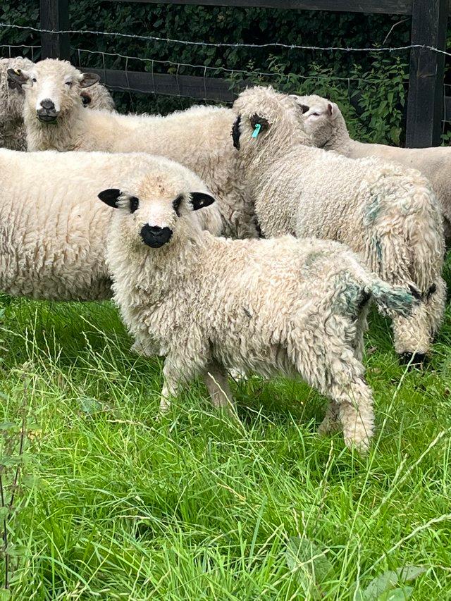 Preview of the first image of 3/4 Valais Blacknose ewe lamb for sale.