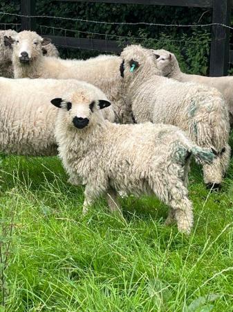 Image 1 of 3/4 Valais Blacknose ewe lamb for sale