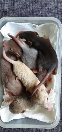 Image 4 of Tame Young/baby rats for sale (guaranteed tame)