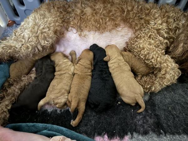 Image 9 of Stunning Cockapoo puppies raised in a family home