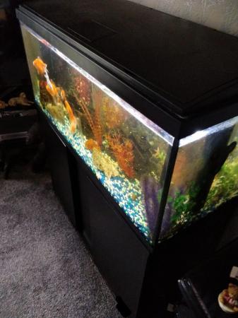 Image 4 of 6 month old fish tank for sale