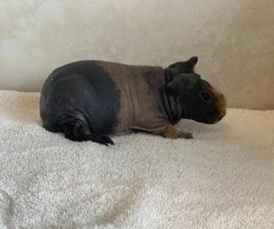 Image 2 of Baby skinny pigs for sale