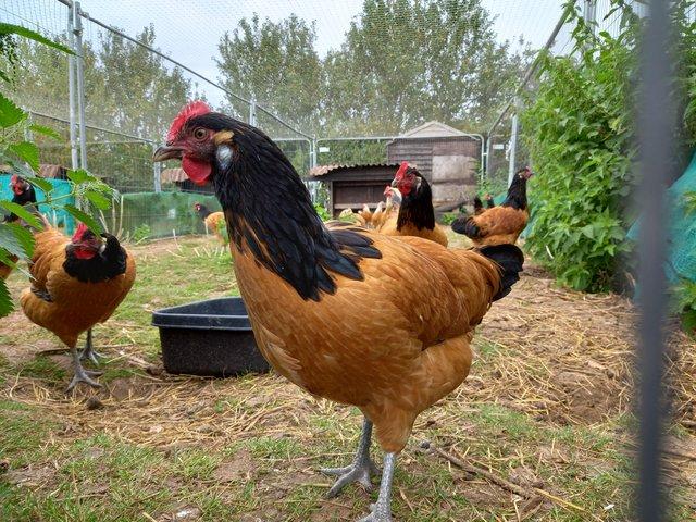 Preview of the first image of Pullets, hens, chickens: Vorwerk, Araucana, Barnevelder....